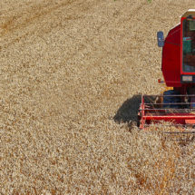 U kobaškom ataru žetva pšenice pri kraju