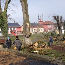 Uređivanje drvoreda na Placu