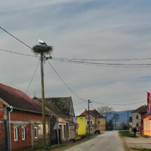 Rode – istinski vijesnici proljeća